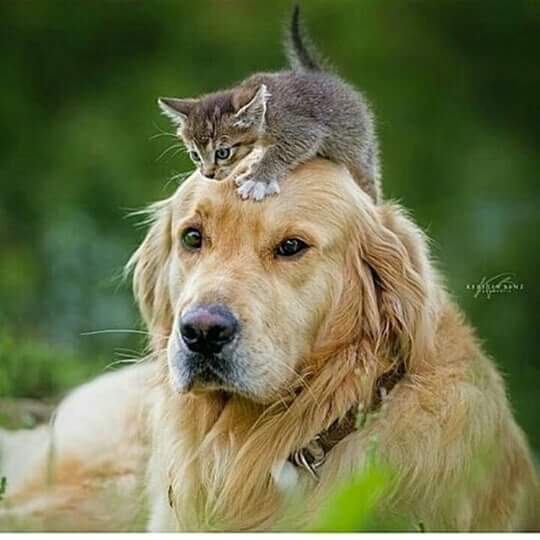 deynamles's tweet photo. RICOS SUEÑOS PARA TODOS!!! BENDICIONES Y UNA EXELENTE NOCHE!!!!DESDEL REFUGIO EN CD.SERDAN-PUE-MEX. HASTA MAÑANA!!! https://t.co/NX6xsZRpRs