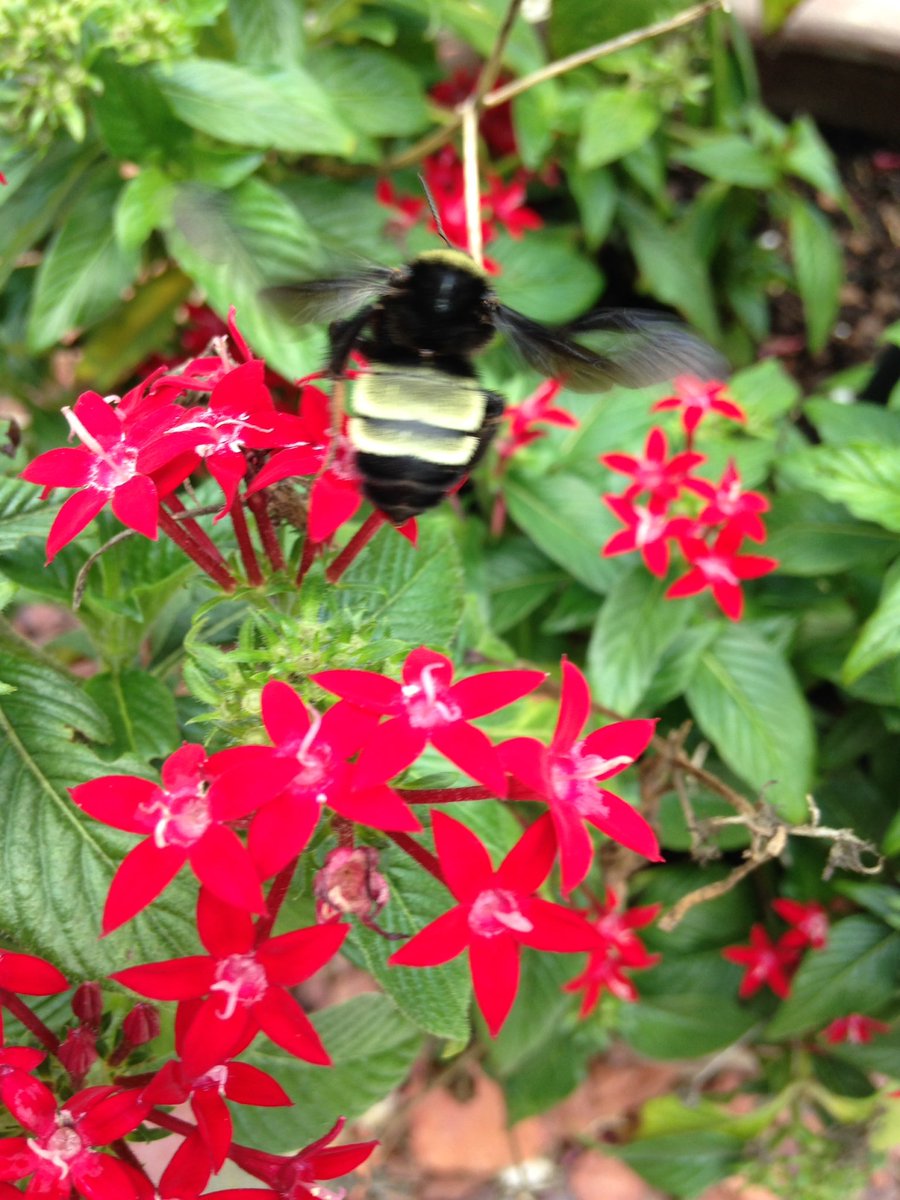 Rosesdaughter61's tweet photo. @ClimateHour Be kind to bees. We need them.#ClimateHour #dontkillbees https://t.co/Uu3bQyb63w
