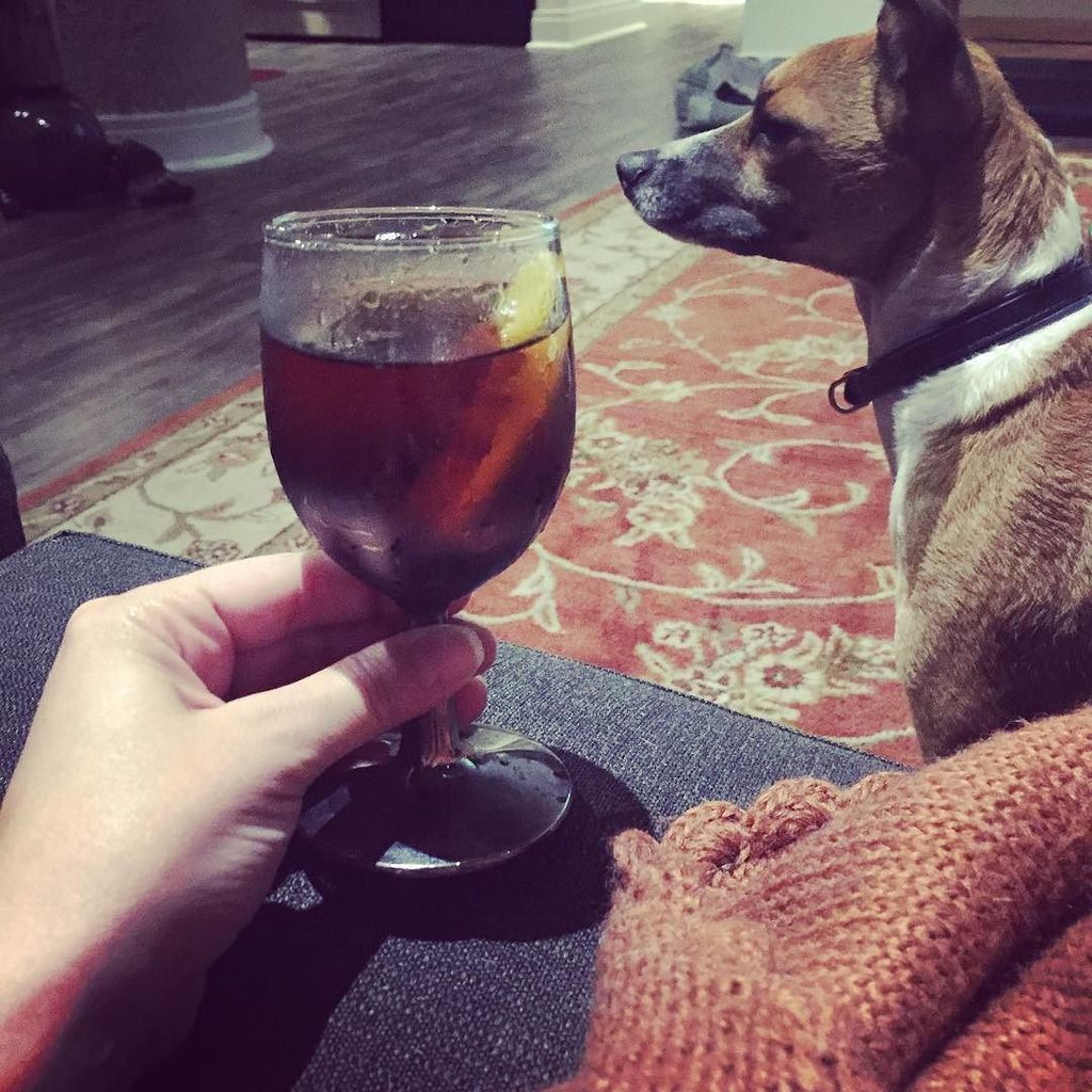 PattiMurin's tweet photo. A rum Old Fashioned for #NationalRumDay courtesy of @colindonnell. And Milo. #PartyWithPat… https://t.co/X7VRffxSjF https://t.co/sUCPAmmLOj
