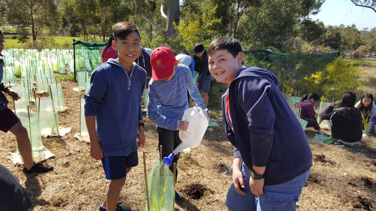 Whirlwind_Sooz's tweet photo. Tree planting to #BringBackTheBush #LizardLog #WesternSydneyParklands @harringtonst_ps https://t.co/CnPStDMja6