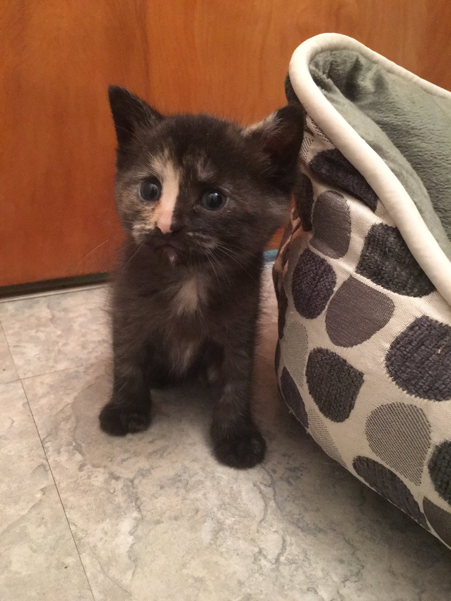 Joshham22's tweet photo. She's cute https://t.co/YPMDCE2MOk