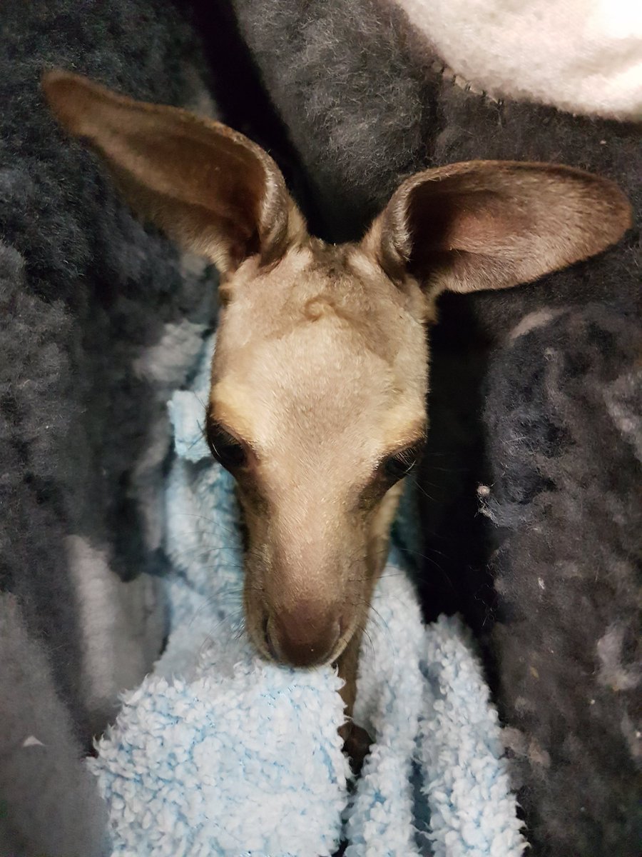 OESMaz's tweet photo. This little one came to the office today with her carer #joey #orphankangaroo #wildliferescue https://t.co/3BlGLxngSE