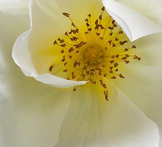 BennArmstrongX's tweet photo. Flowers For my Followers
(Don't use the F word... ;-)
#HagayTech #CartooNews https://t.co/AHy4H313U9
