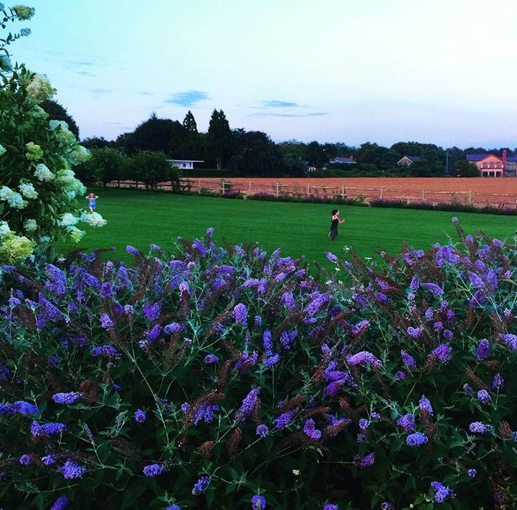 RachelZoe's tweet photo. Dinner with this back drop tonight #hamptons2016 XoRZ https://t.co/VX8ec8Lbi9