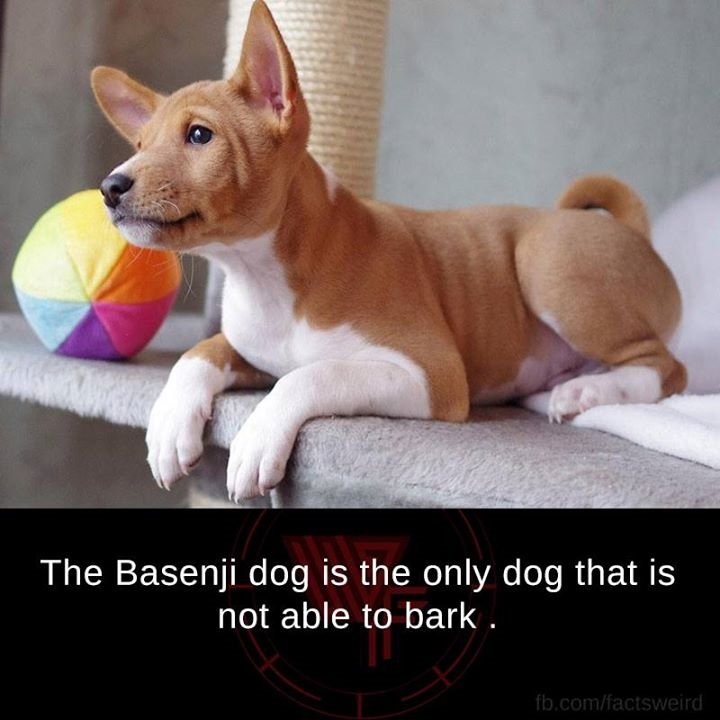 OneKitonsa's tweet image. If Humans were dogs, they would hunt down de Basenjis &amp;amp; kill dem all 4 being queer...&amp;amp; exposing God's mistakes!
