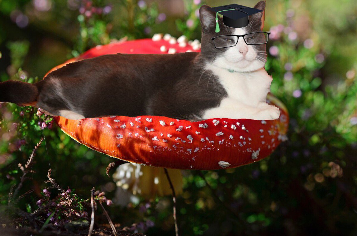 SirBiscuitCat's tweet photo. Here's my #NationalTellAJokeDay ... MEOOW! https://t.co/G8hkqvf9dj