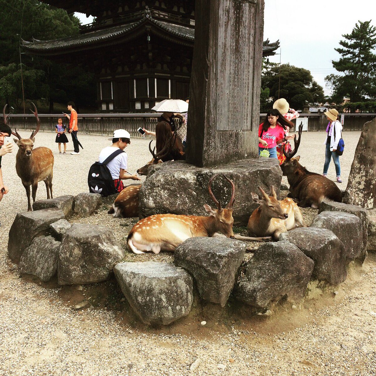 DsdRyota's tweet photo. また、きてしまったw

俺、奈良好きかもしらん。 https://t.co/wJemFh2WR1