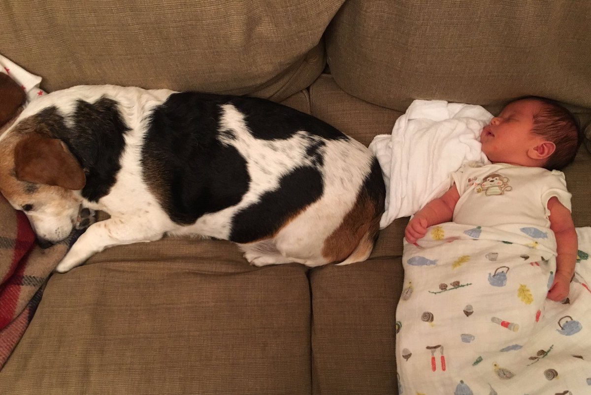 ernierubs's tweet photo. I could share the couch, I suppose... https://t.co/I5lCB2MqpL