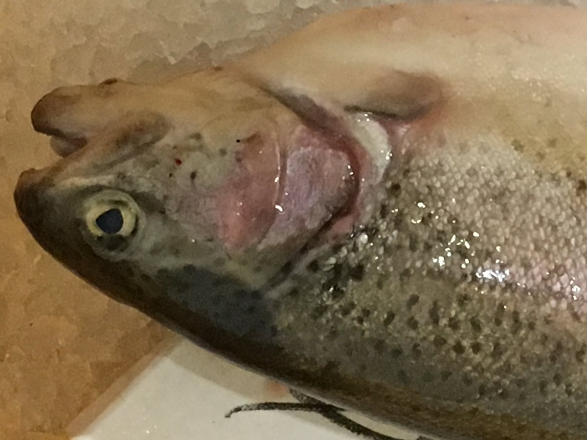 New_Wave_sales's tweet photo. #lechladetrout #freshfish #alwaysthebest https://t.co/zdALM1xC1p
