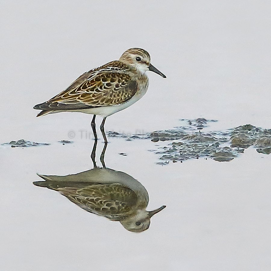 Reflection at dusk - Little Stint 16-08-16. Taken at Black Hole Marsh (Seaton, Devon)