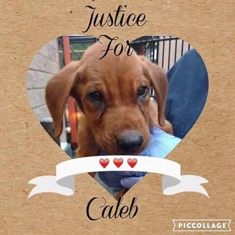 luminni's tweet photo. .@GAsenateDems 1000's of Calebs weekly. The public wants #justiceforCaleb  How many kittens &amp; dogs must be tortured? https://t.co/ucSW0meRI3