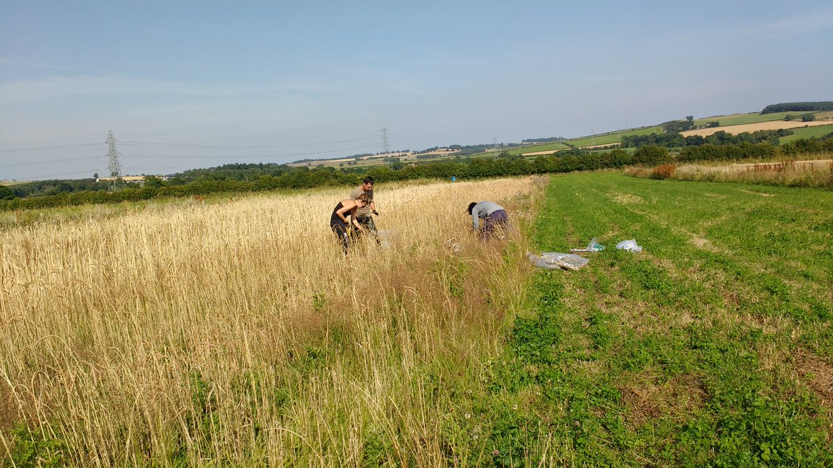 AgricultureNCL's tweet photo. Weed &amp; biomass harvesting #HMCUK Yes, we harvested weeds yesterday #allforscience #fieldtrials #mintil #thistleshurt https://t.co/IU368TuIiW