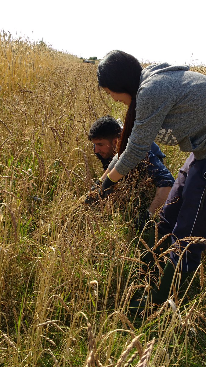 AgricultureNCL's tweet photo. Weed &amp; biomass harvesting #HMCUK Yes, we harvested weeds yesterday #allforscience #fieldtrials #mintil #thistleshurt https://t.co/IU368TuIiW