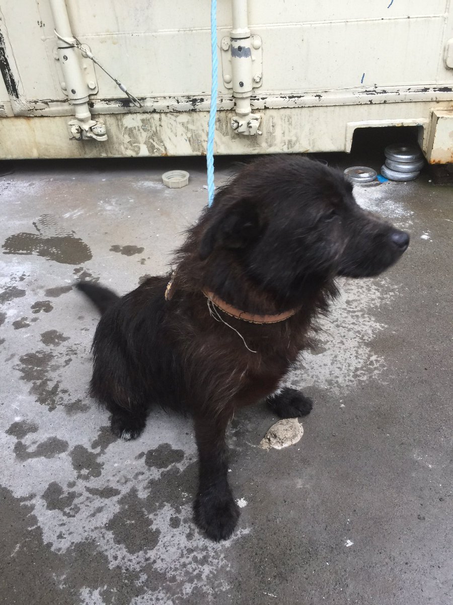 ConnachtHotel's tweet photo. Please RT this little guy found his way to the hotel today. We have him/her fed and watered. Looking for the owner! https://t.co/zaGVyybO88