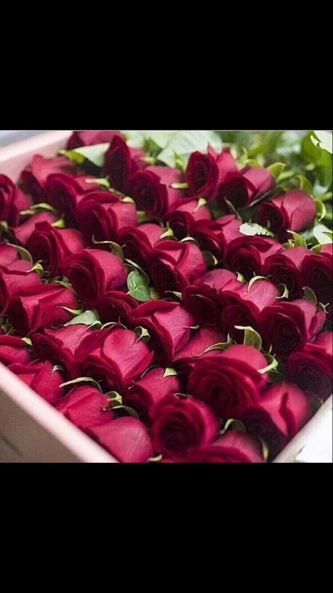 alshikah45's tweet photo. ورده
لكل من مر هنا 
ونور مساحتي https://t.co/n14onCbGld