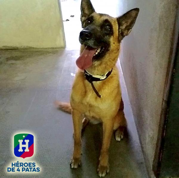 policia's tweet photo. La agente TARA se jubila, tiene 6 años... Es activa, cariñosa y está perfecta de salud https://t.co/22bbJWPJ78 https://t.co/W2LIN7YSMb
