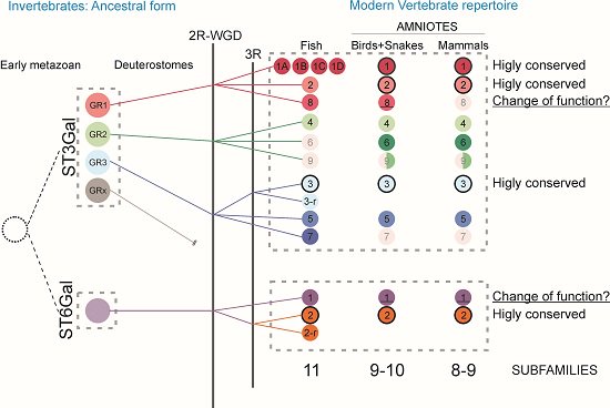 IJMS_MDPI's tweet image. #Sialylation in Eukaryotes, comparative analysis of ST3Gal &amp;amp; ST6Gal families. #molecularevolution #sialicAcid