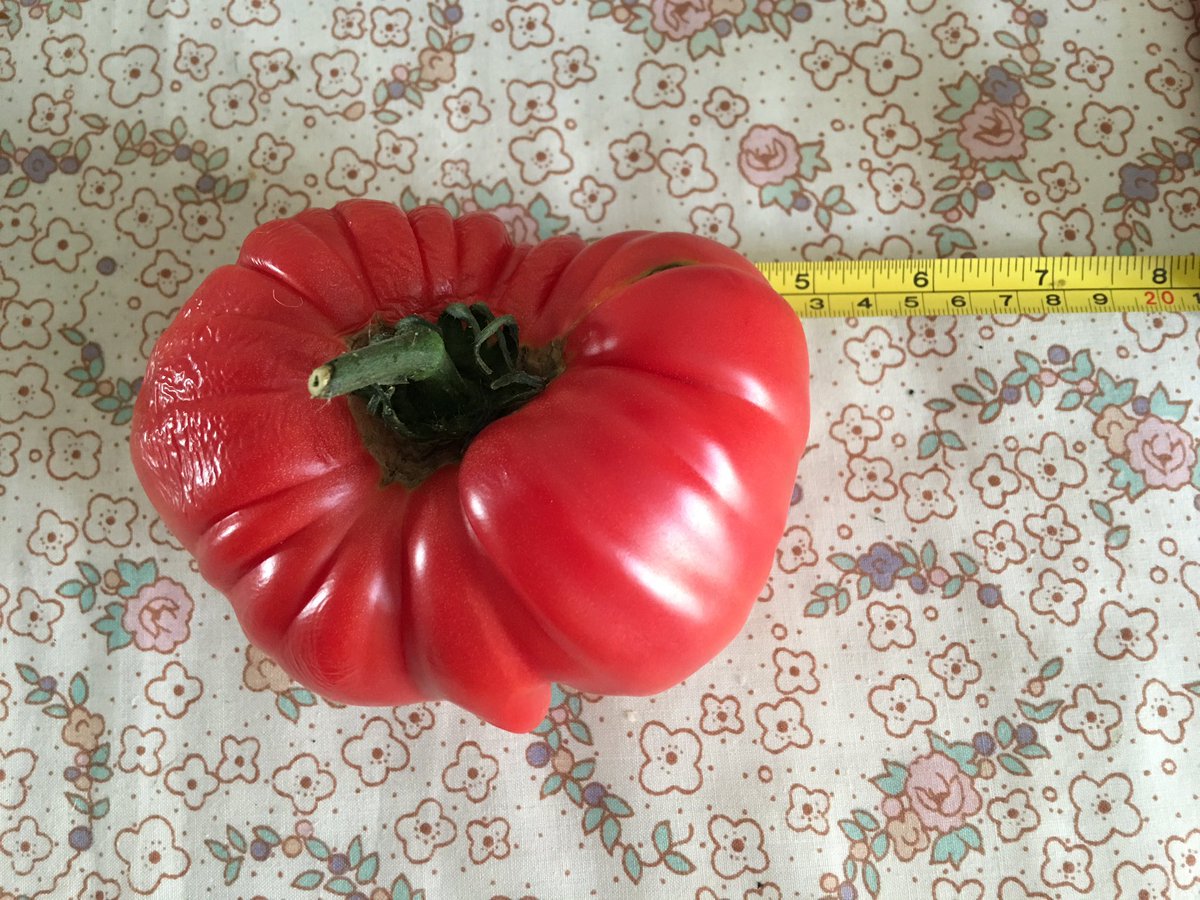 sarfsee's tweet image. Looking after pal's plot, had to pick this #PinkBrandywine - wrinkly. Just under 5" wide #TheCameraDoesLie