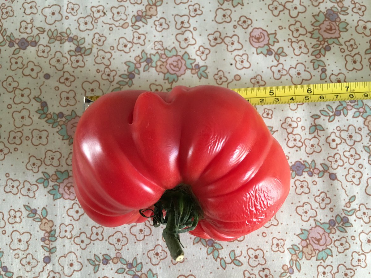 sarfsee's tweet image. Looking after pal's plot, had to pick this #PinkBrandywine - wrinkly. Just under 5" wide #TheCameraDoesLie