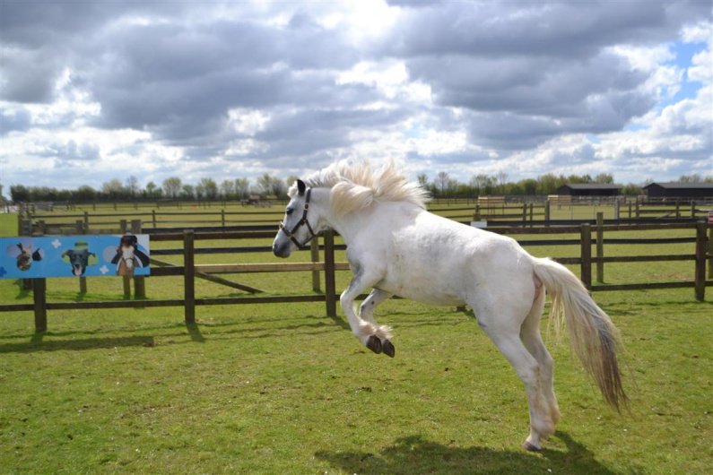 The_Blue_Cross's tweet photo. 1-7: Blue Cross rescue horses. 
#fav7horses

Please give a needy horse a home: https://t.co/w1kRObmok7 https://t.co/VW9UjZbKgO