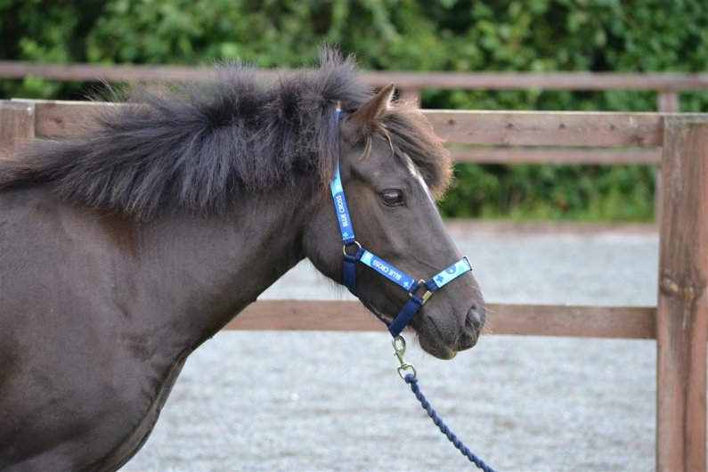1-7: Blue Cross rescue horses. 
#fav7horses

Please give a needy horse a home: bluecross.org.uk/rehome/horse