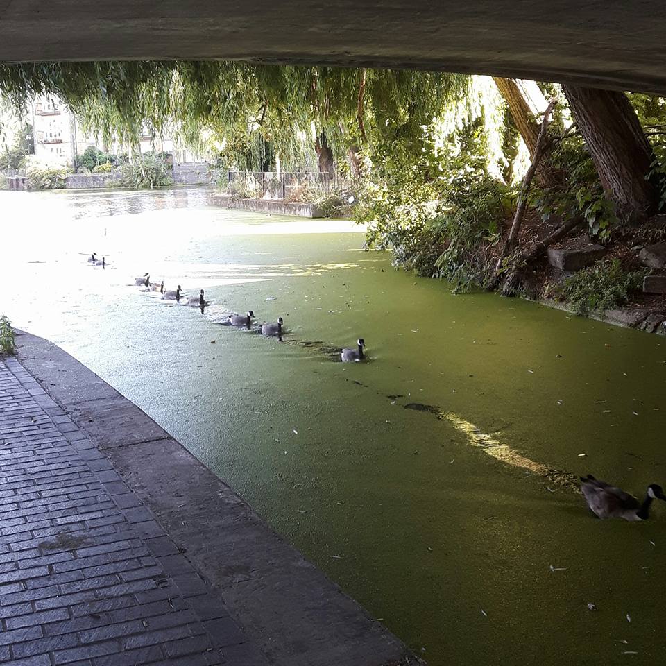 gregoryfigg's tweet photo. #canadageese convoy breaking an algal bloom blockade on #regentscanal #london #mileend @CanalRiverTrust #writerslife https://t.co/C4Y7BSMBek