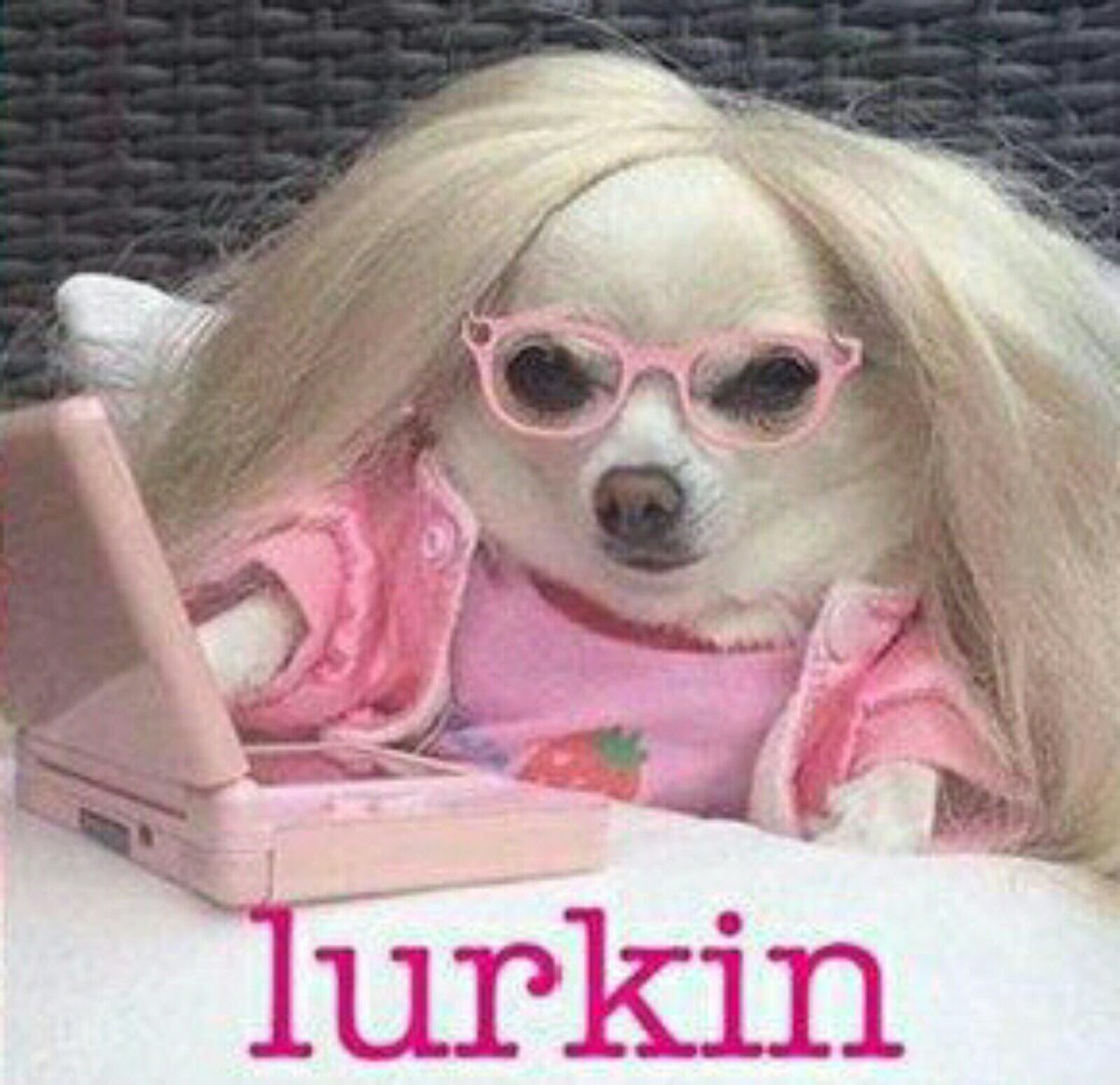 cutiecakelala's tweet photo. My spirit animal honestly 💖 https://t.co/hheAGLWPIQ