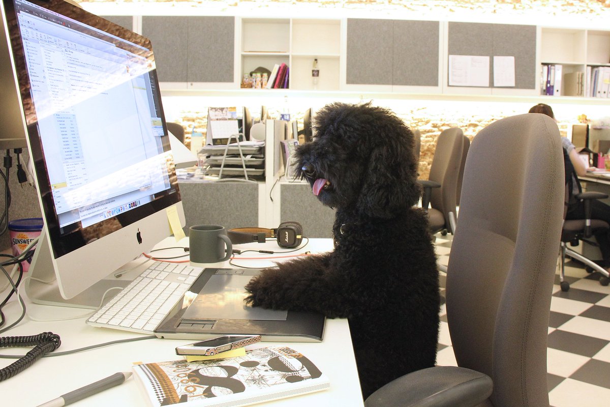 Design_Bridge's tweet photo. The dogs are taking over! Humans needed to join us in Amsterdam, London &amp; Singapore: https://t.co/QBlD6fyVQv https://t.co/ARuIzI9Pcx