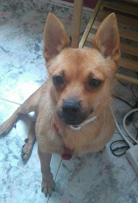 ayudaaanimales2 tweet picture