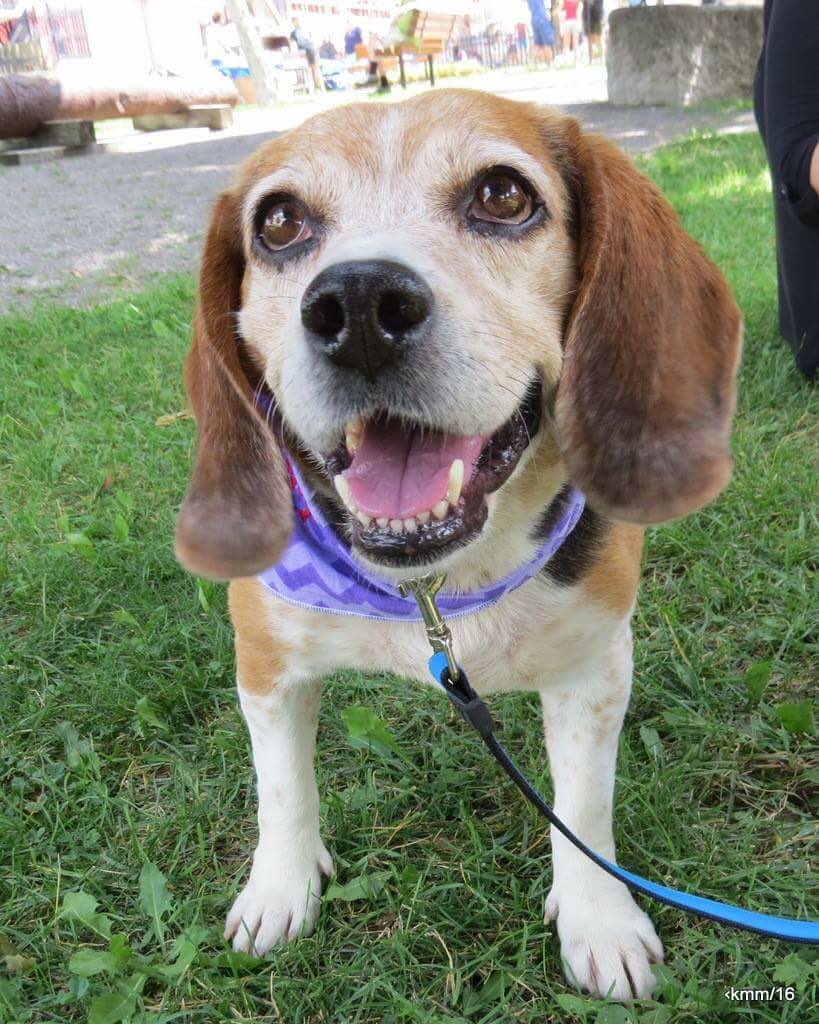 Meet Arby. Will you Adopt me? Please retweet! #adoptme #mansbestfriend #sweetboy #rescuedog #niagara #AdoptDontShop