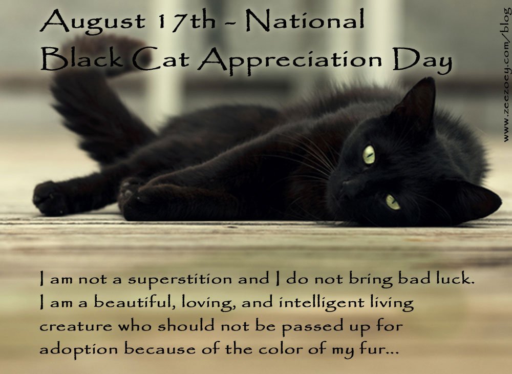 MyPetDirectory's tweet image. Happy black cat appreciation day.