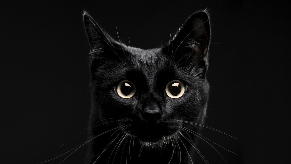 CPSNWE's tweet image. Happy #blackcatappreciationday! We love beautiful black cats here at #CatsProtection