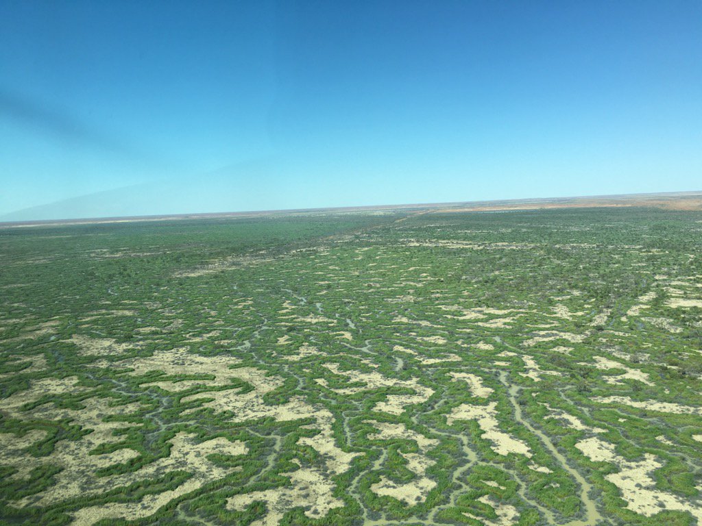 RuralValuer's tweet photo. Georgina River flood out looking fantastic #fingersoflife  #organicbeef @bygombo https://t.co/Xx3E51MCyL