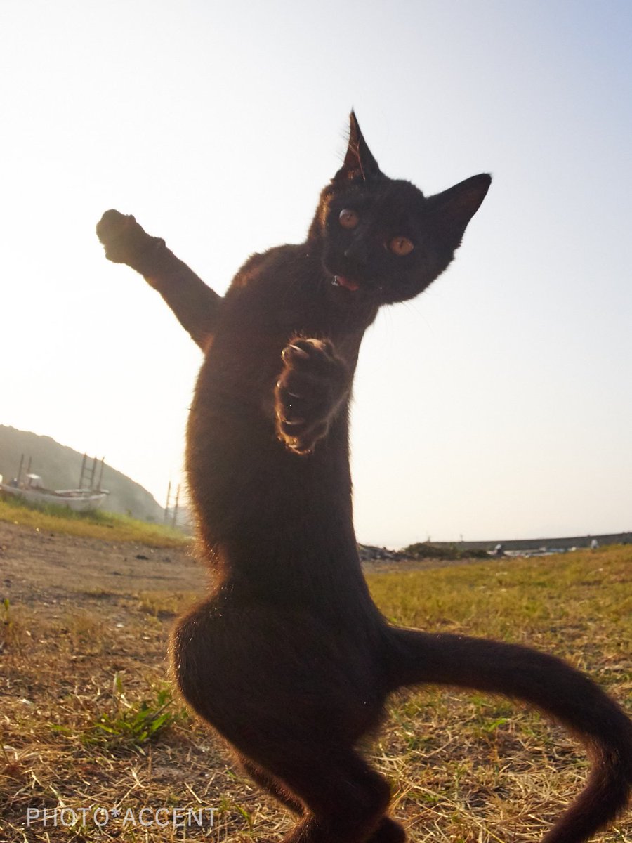 久方 広之 のら猫拳 Twitterren 黒猫感謝の日 だそうである記事に 黒猫は写真写りが悪く貰い手が なんて書いてるからじゃあ カッコいい黒猫の写真で応援したろとか思ったけどやっぱり変なポーズの写真しかなかったですすいません