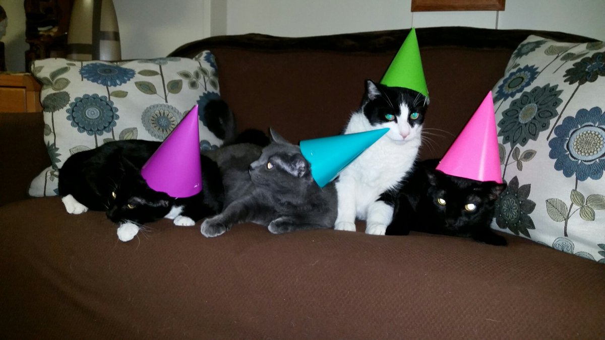 Tap702's tweet image. My cats are ready to party! Happy #blackcatappreciationday @Petco