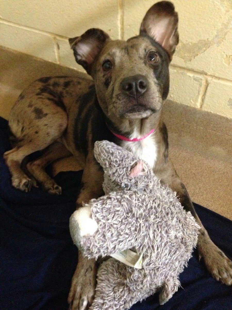 HSTC1's tweet photo. We have #PUPPIES!! #Pearl is a 9 month old #lab mix, but there are others #available for #adoption. #AdoptDontShop https://t.co/FuVW1Pvs0A
