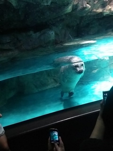 chesu2525's tweet photo. 水族館にまた行きたいなぁ
大洗めっちゃ広くてショーも面白かったん*｡٩(ˊᗜˋ*)و*｡ https://t.co/ubPGxGxDbT