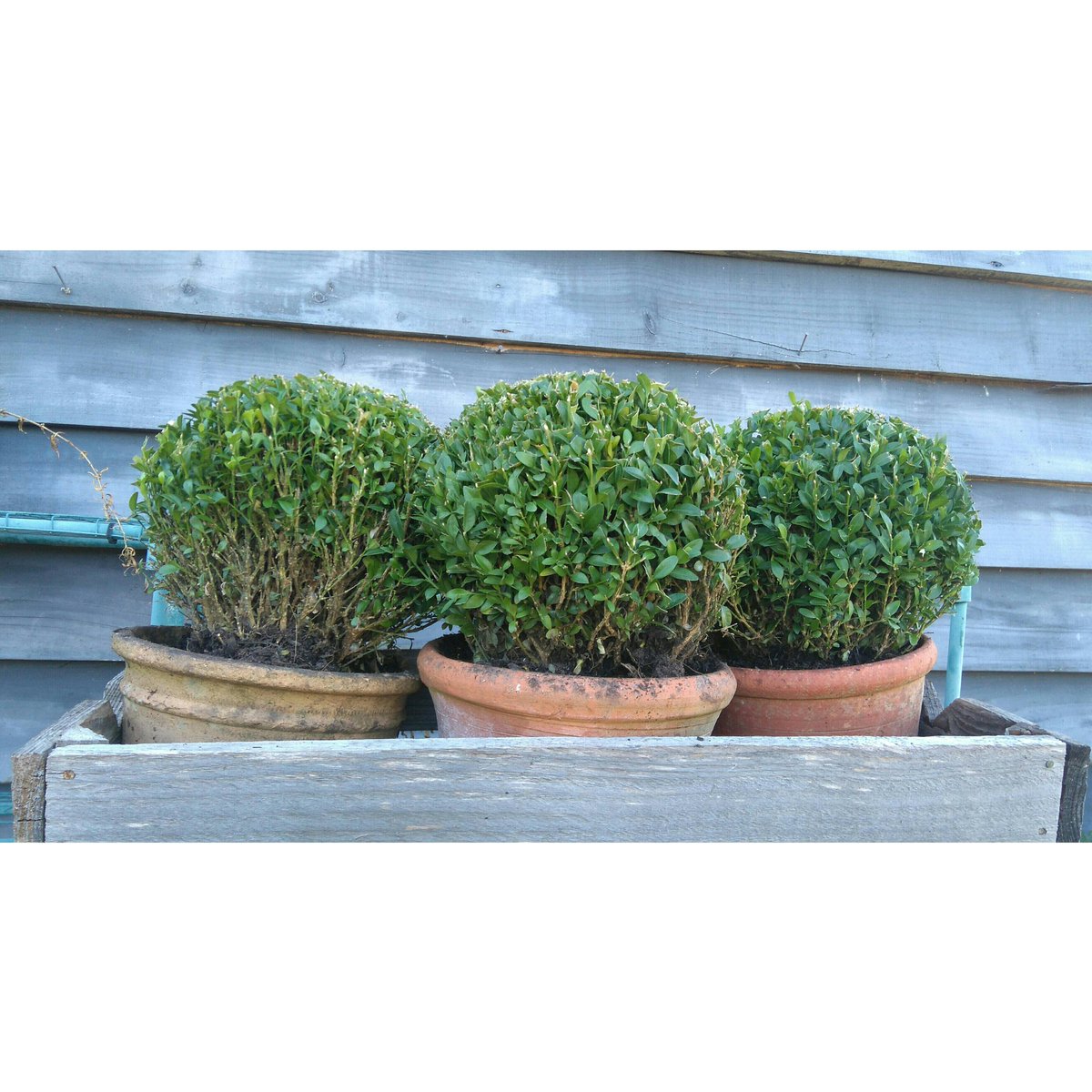 jwblooms's tweet image. Box of box. #boxballs #terracottapots