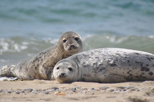 SconsetBeach's tweet photo. Looking for #seals on #ACK, but don't want to get too close? https://t.co/zoxg7BTijH https://t.co/8DzIKYdWuA