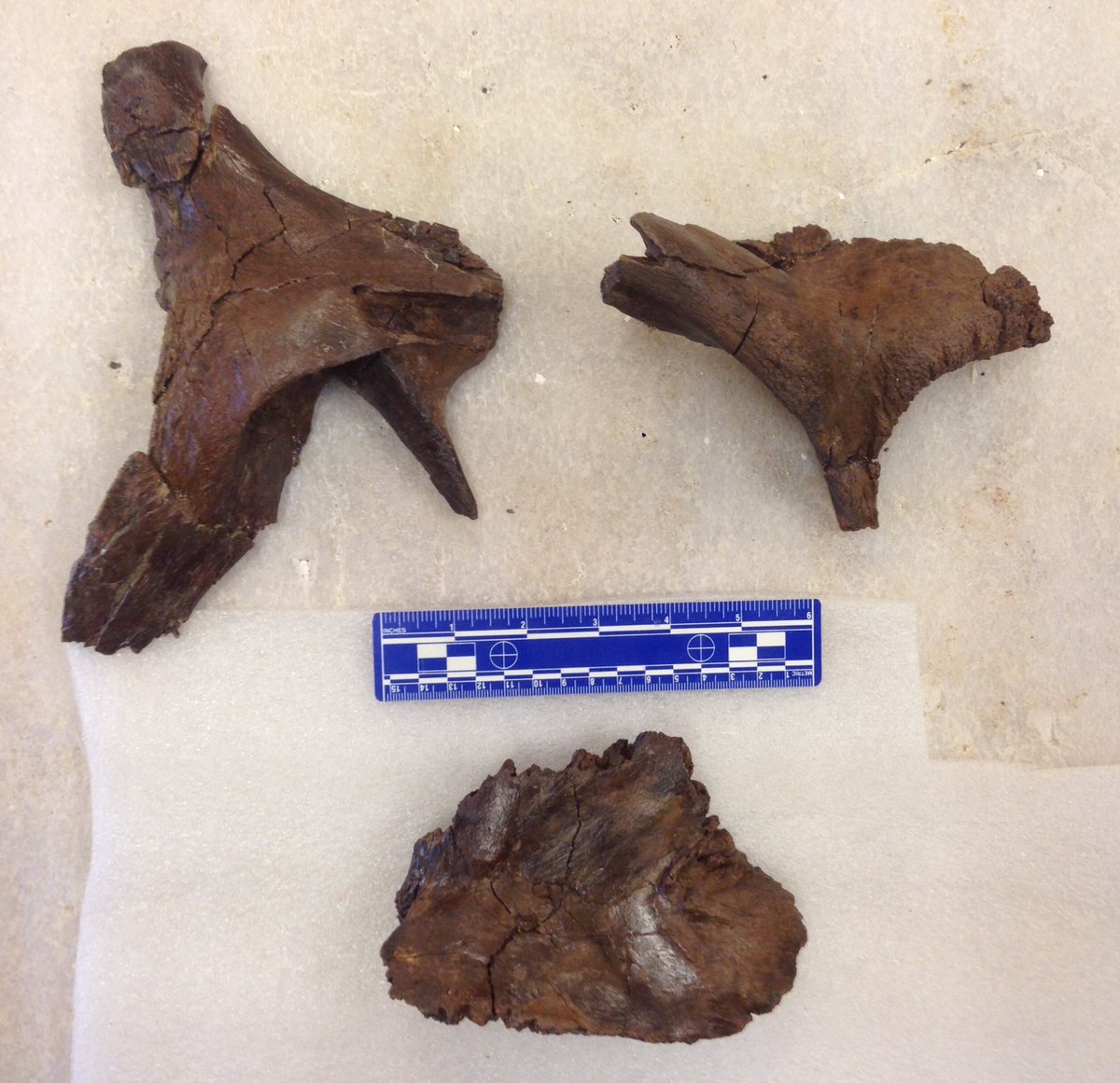 UofT_Palaeo's tweet photo. From the @ROMtoronto lab: sneak peek at a few skull bones from our hadrosaurine excavation #SADP2016 https://t.co/PmgwApmUQA