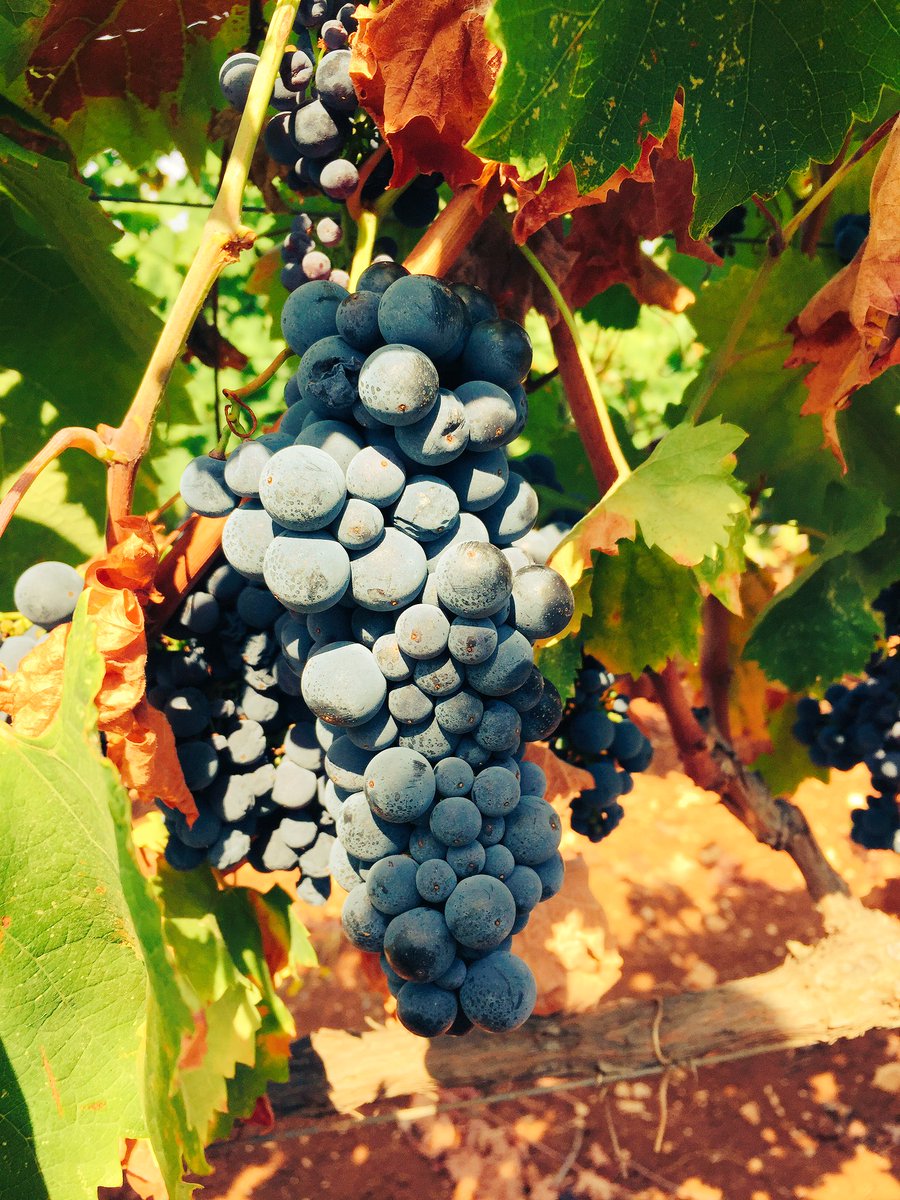 Quest'anno la maturazione non si fa attendere.. Manca davvero poco alla raccolta!😊 #harvest2016 #jorche