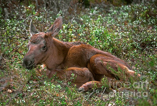 New artwork for sale! - "Newborn moose calf" - sverre-fekjan.pixels.com/featured/newbo… <a href="/fineartamerica/">Fine Art America</a>