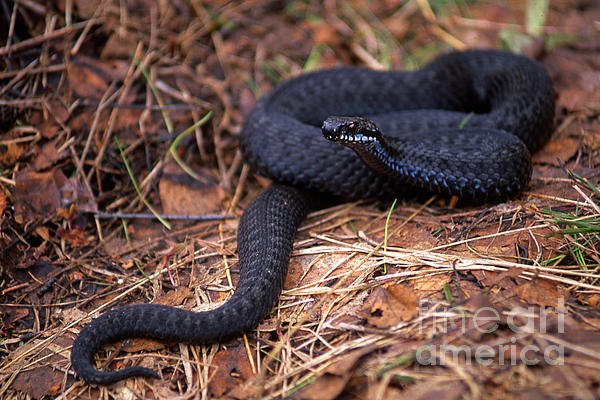 New artwork for sale! - "Adder on the forest floor" - sverre-fekjan.pixels.com/featured/adder… <a href="/fineartamerica/">Fine Art America</a>