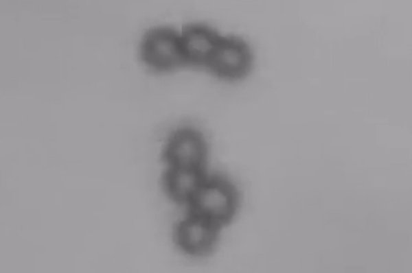 HealthiosX's tweet image. Microscopic Swimming Robots for Medicine Link, Break Up, Swarm in Groups (Video) - buff.ly/2aNxeke