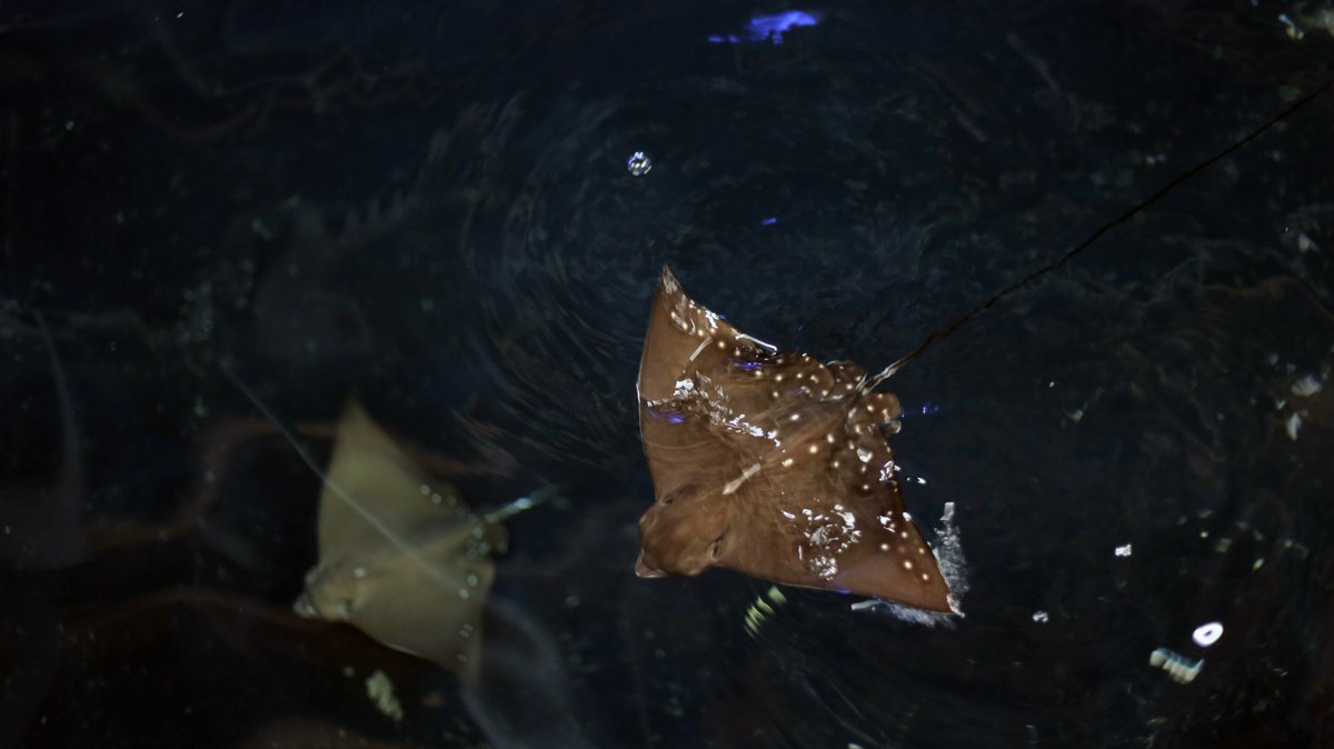 NMAPlymouth's tweet image. Have you heard the news about our newborn Eagle Rays? We're the first UK Aquarium to successfully breed them.