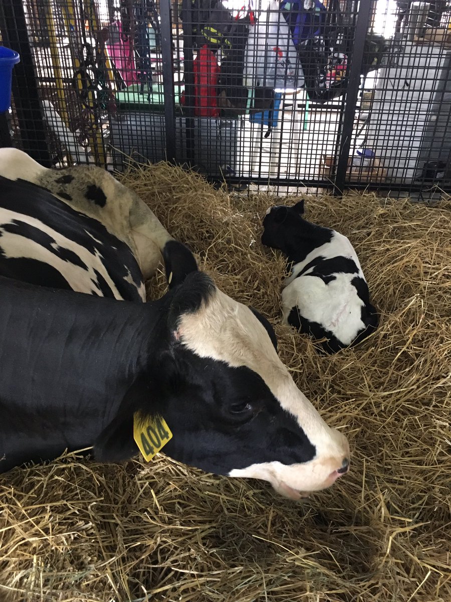 MoCo_OMB's tweet photo. calf #2 was born early this morning ! come see her at old MacDonald's Barn ! 🐮❤️ https://t.co/UrgK48BS0o