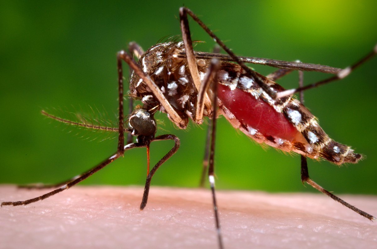 CDCgov's tweet photo. Did you know? #Zika primarily spreads through bites from infected mosquitoes. For more Zika basics: https://t.co/OfOxd6QJtT. https://t.co/RcOVmwsO4f