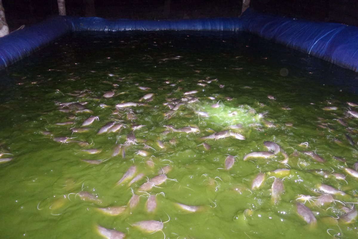 Firmand Syah tweet media