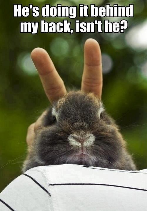 funnyanimals298's tweet photo. I would like to dedicate the last one to @Meerkat1300 https://t.co/vmLfrVFbQ8