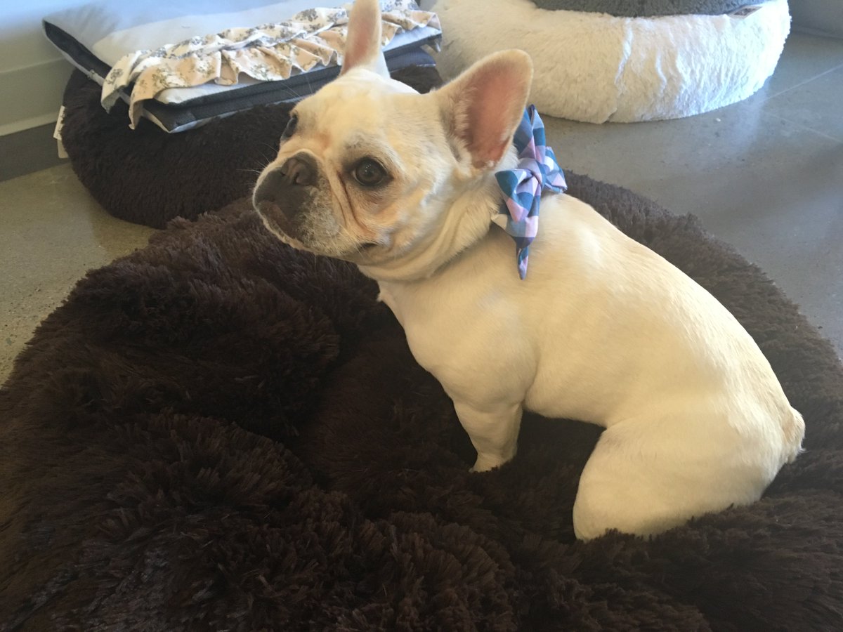 winstoninfo's tweet photo. Have you met Winston's new friend @TITLENashville Maui yet? She’s grabbed a #susanlanci bed and a @Crewlala collar https://t.co/hoOoFya7gn